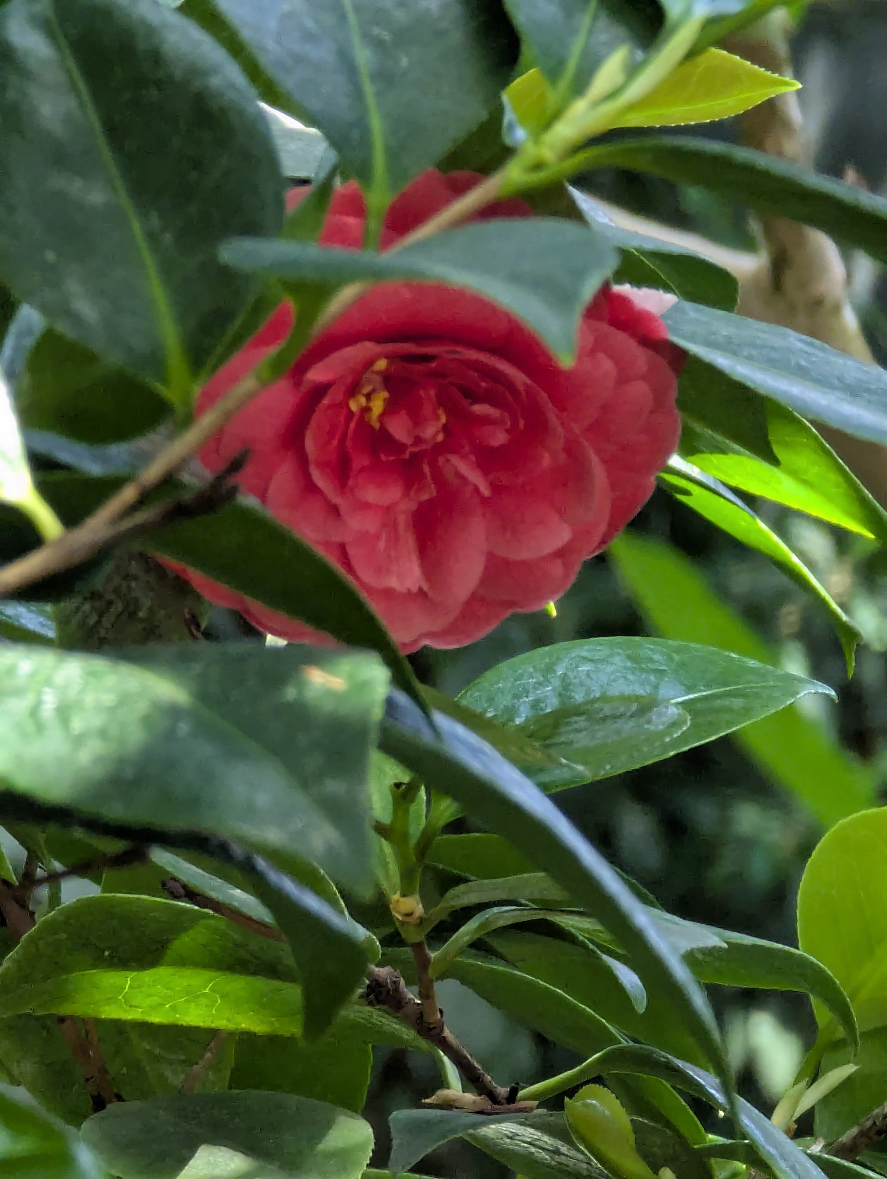 Birthday Trip to Canada, Edmonton, Pyramids, Muttart Observatory